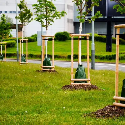 Junge Straßenbäume mit grünen Baumbewässerungssäcken und Holzstützen