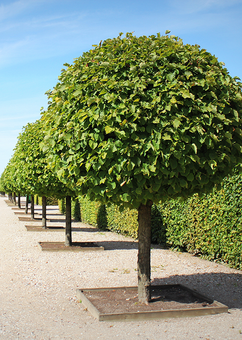 Reihe kugelförmig geschnittener Laubbäume entlang eines Gartenwegs