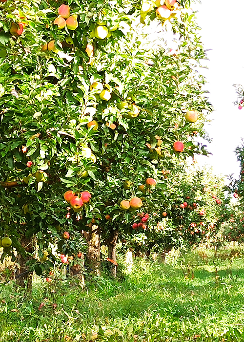 Apfelbäume mit zahlreichen reifen Äpfeln in einer grünen Obstplantage