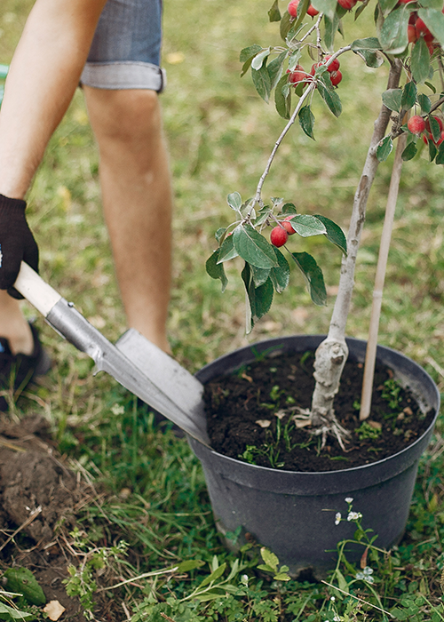 Person pflanzt einen jungen Obstbaum mit roten Früchten mithilfe eines Spatens ein