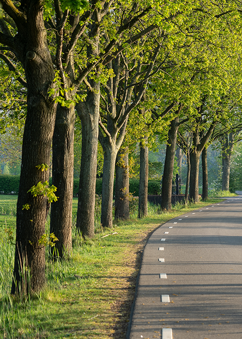 Baumallee mit großen Laubbäumen entlang einer befestigten Straße